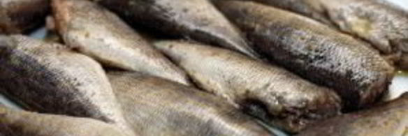 морской окунь на гриле