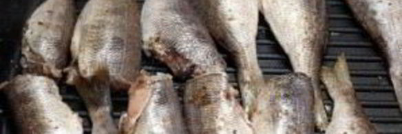 морской окунь на гриле