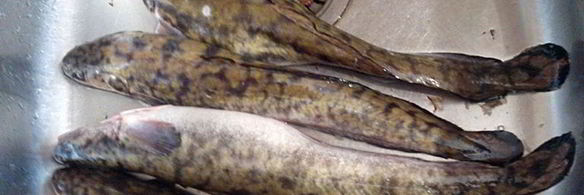 налим запеченный с болгарским перцем и овощами