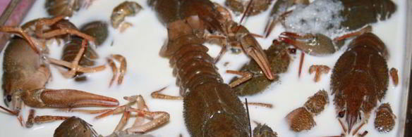 раки в молоке