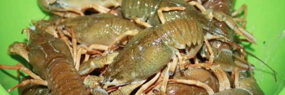 раки в молоке