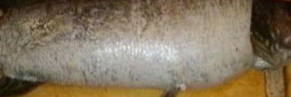 щука фаршированная