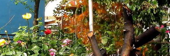 шашлык из индейки с салом