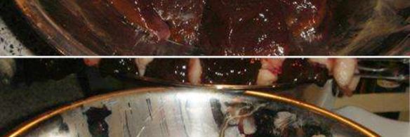 шашлык из печени с салом