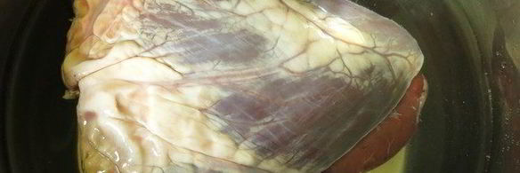 шашлык из сердца