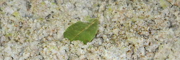 яичная лапша с мясом и овощами