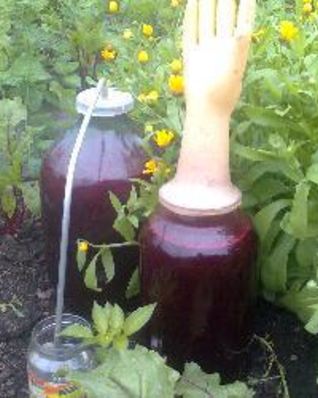 Домашнее вино из черной смородины