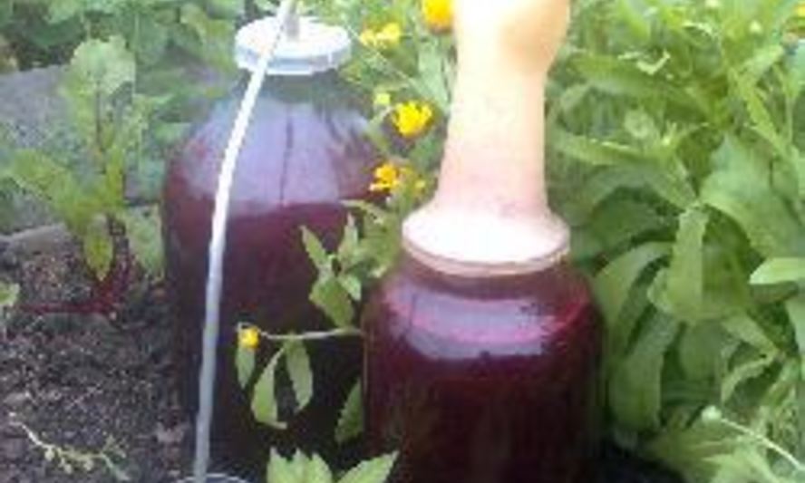 Рецепт домашнего вина из черной смородины