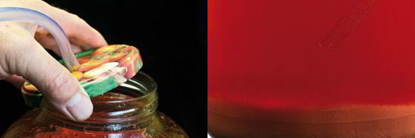 домашнее вино из клубники