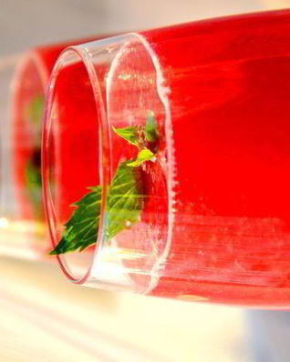 Коктейль Ягодная Пэрис