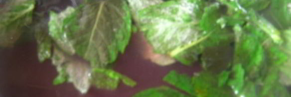 напиток освежающий