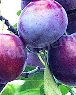 Вино из слив с добавлением сахара