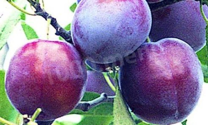 Рецепт вина из слив с добавлением сахара