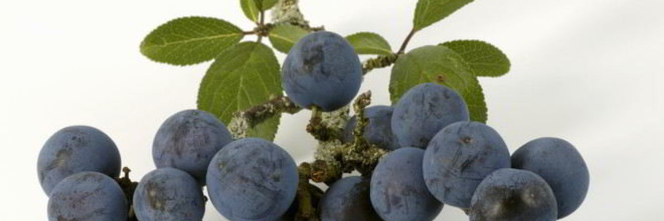 Вино из терна