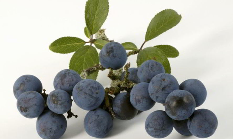 Рецепт вина из терна