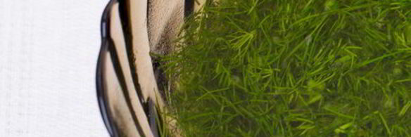 салат из маринованных цуккини