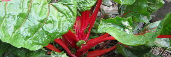 зеленый борщ