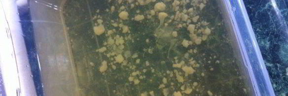 чечевичный суп-пюре