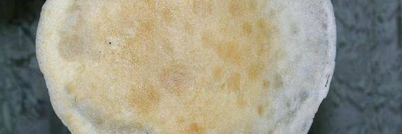 тоненькие блинчики налистники с творогом