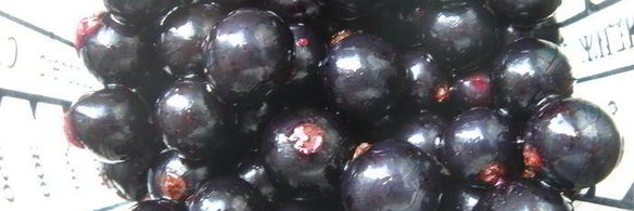 смородиновый чизкейк на хрустящей основе