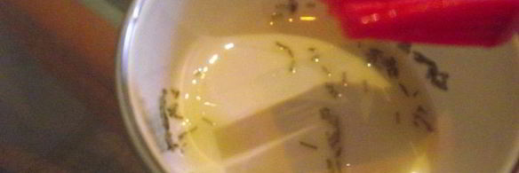 фокачча с травами