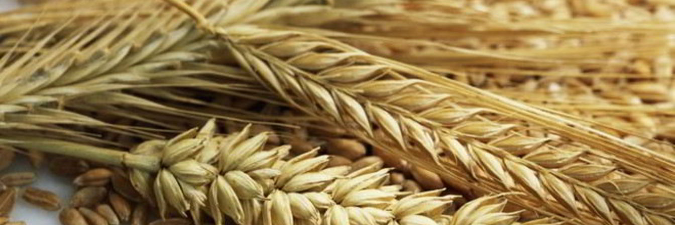 Ржаные лепешки