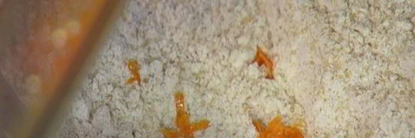 апельсиновые маффины