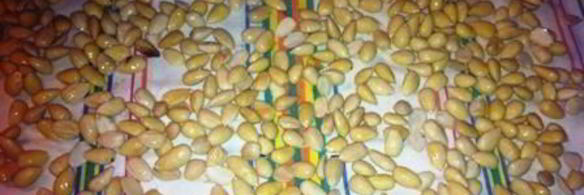 марципановое печенье