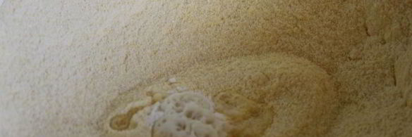 кукурузно-манный пирог с грушами