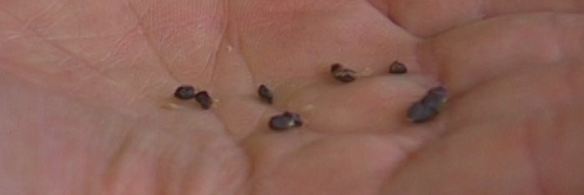 пирожки с изюмом