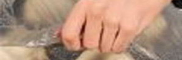 пицца с помидорами и моцареллой