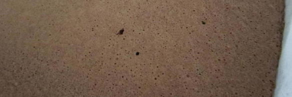 шоколадно-ореховый рулет