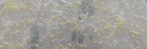 краб термидор в корзинке из тесто фило