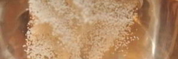 тесто для печенья