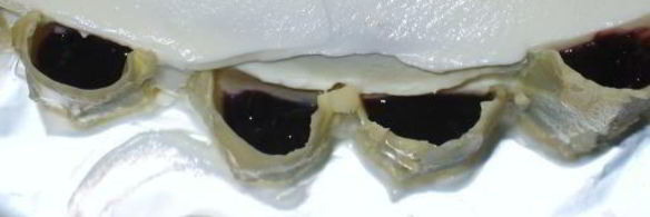 торт-витраж осеннее очарование