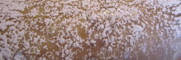 весенний рулет