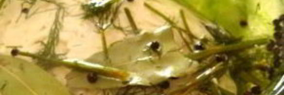 белая квашеная капуста