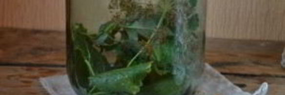 кислые огурчики на зиму