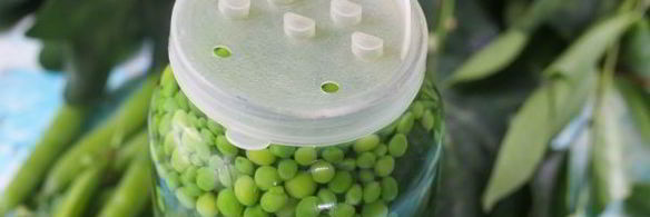 консервированные огурцы с зеленым горошком на зиму