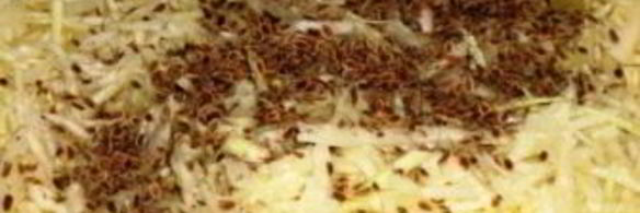 квашеная капуста с укропом