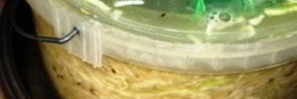 квашеная капуста с укропом