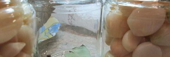 чеснок маринованный