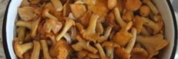 лисички маринованные