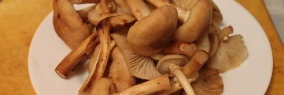 маринование опят без стерилизации на зиму