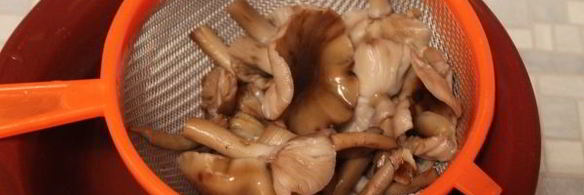 маринование опят без стерилизации на зиму