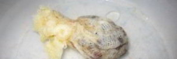 маринованная тыква на зиму