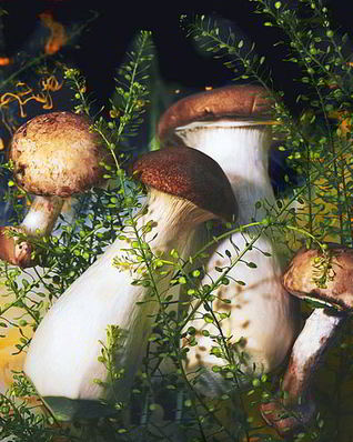 Маринованные грибы подтопольники