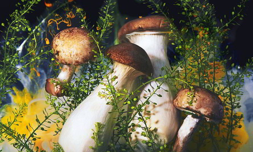 Рецепт маринованных грибов подтопольники