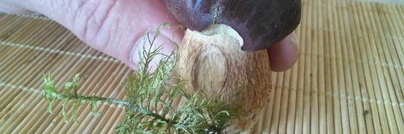 маринованные грибы