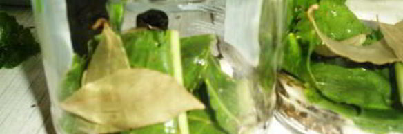 маринованные кабачки на зиму